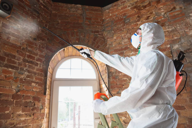 Trusted Grove City, PA Mold Removal Experts